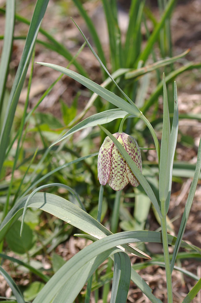 Fritillaria involucrata/Meleagride piemontese